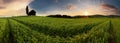 Sunset over farm field with lone tree Royalty Free Stock Photo