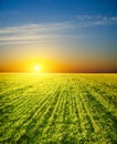 Sunset over field Royalty Free Stock Photo