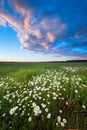 Sunset over a field of chamomile Royalty Free Stock Photo