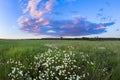 Sunset over a field of chamomile Royalty Free Stock Photo