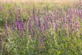 Sunset over the field of clary sage