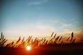 Sunset over field of corn. Royalty Free Stock Photo