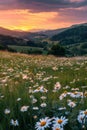 Sunset Over Field of Daisies Royalty Free Stock Photo