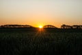 Sunset over the field with dew drops reflections