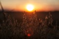 Sunset over the field Royalty Free Stock Photo