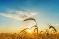 Sunset over field with harvest Royalty Free Stock Photo