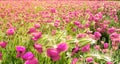 Sunset over field with pink poppies Royalty Free Stock Photo