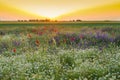 Sunset over a field of poppies and chamomile Royalty Free Stock Photo