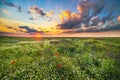 Sunset over a field of poppies and chamomile Royalty Free Stock Photo