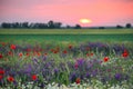 Sunset over a field of poppies and chamomile Royalty Free Stock Photo