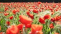 Sunset over field with Red poppies Royalty Free Stock Photo