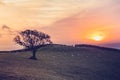 Sunset over field with sheep in the distance Royalty Free Stock Photo