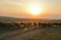 Sunset over field with sheeps. Royalty Free Stock Photo