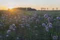 Sunset over field. Summer meadow