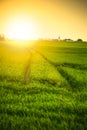 Sunset over field Royalty Free Stock Photo