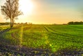 Sunset over field Royalty Free Stock Photo