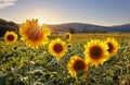 Sunset over the field of sunflowers against a cloudy sky. Beautiful summer landscape.