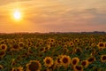 Sunset over the field of sunflowers against a cloudy sky