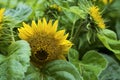 Sunset over the field of sunflowers against cloudy sky. Beautiful summer landscape Royalty Free Stock Photo