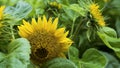 Sunset over the field of sunflowers against cloudy sky. Beautiful summer landscape Royalty Free Stock Photo