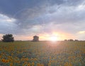 Sunset over a field of sunflowers. beautiful evening landscape. Twilight Royalty Free Stock Photo