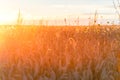 Sunset over the Field of Wheat. Evening Sky and sunlight. Royalty Free Stock Photo