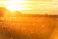 Sunset over the Field of Wheat. Evening Sky and sunlight. Royalty Free Stock Photo