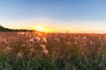 Sunset over the Field of Wheat. Evening Sky and sunlight. Royalty Free Stock Photo