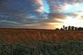 Sunset over a field of wheat Royalty Free Stock Photo