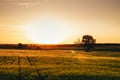 Sunset over a field of young wheat Royalty Free Stock Photo