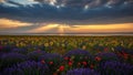 Sunset Over Flower Field Royalty Free Stock Photo