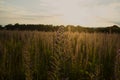 Sunset Over Flower Field Royalty Free Stock Photo