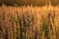 Sunset Over Flower Field Royalty Free Stock Photo