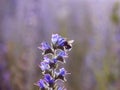 Sunset Over Flower Field Royalty Free Stock Photo