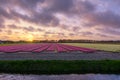 Sunset over flowerfield Royalty Free Stock Photo