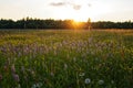 Sunset over flowering Bistort meadow in the Black Moor of Rhoen nature, Germany