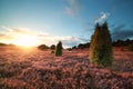 Sunset over flowering heather and juniper trees