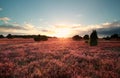 Sunset over flowering heather Royalty Free Stock Photo