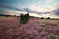 Sunset over flowering heather Royalty Free Stock Photo