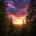 Sunset over a forest with tall conifer and deciduous trees framing the scene. The sky Royalty Free Stock Photo