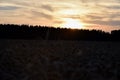 Sunset over the forest, wheat field of ears, sky.