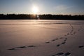Sunset over the frozen lake and pine forest. Footsteps tracks on the snow Royalty Free Stock Photo
