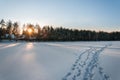 Sunset over the frozen lake and pine forest. Footsteps tracks on the snow Royalty Free Stock Photo