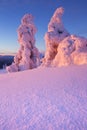 Sunset over frozen trees on a mountain, Finnish Lapland Royalty Free Stock Photo