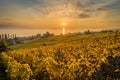 Sunset over yellow vineyards in Lutry Royalty Free Stock Photo