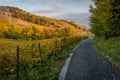 Vineyards and road in Lutry Royalty Free Stock Photo