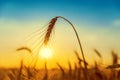 Sunset over goden field with harvest