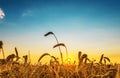 Sunset over golden color field with harvest Royalty Free Stock Photo