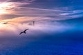 Sunset over Golden Gate Bridge lost in mist from Alcatraz Island with Silhouette of bird with full wing span flying across scene Royalty Free Stock Photo