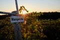 Sunset Over Grape Vines in Vineyard Royalty Free Stock Photo
